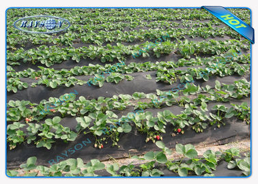 Winter Keep Heat / Fertilizer Agriculture Non Wover Cultivating Seedling Ground Cover