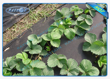 Biodegradable UV Treated 50gram Agriculture Non Woven Cover , OEKO-TEX