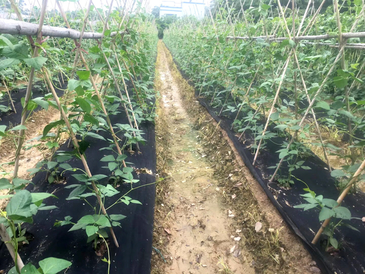 Vegetable Garden Agricultural Weed Block Fabric Black Plastic Ground Cover