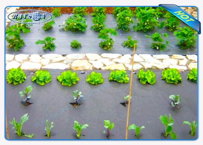 Eco-Friendly 30gsm Black Color Agriculture Non Woven Cover For Vegetables
